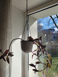 Lilled (2 foto / 3)