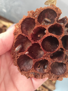 Isopodid (6 фото из 8)