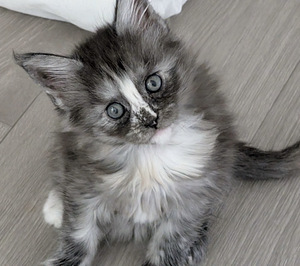 Tupsukorvainen maine coon- tyttö (1 valokuva sivusta 2)