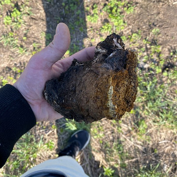 Chaga