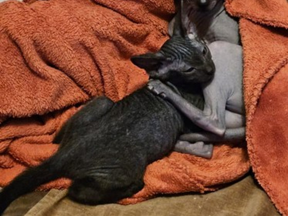 Котёнок