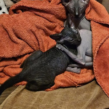 Котёнок