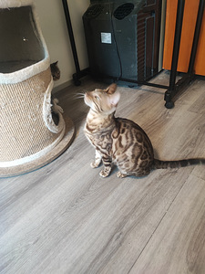 Two and a half years old purebred Bengal cat, female, very g (1 valokuva sivusta 4)