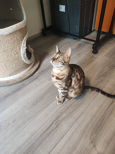 Two and a half years old purebred Bengal cat, female, very g (3 valokuva sivusta 4)