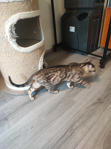 Two and a half years old purebred Bengal cat, female, very g (4 valokuva sivusta 4)