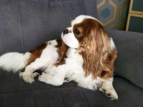 Cavalier King Charlies Spaniel ВЯЗКА