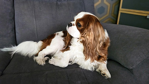 Cavalier King Charles Spaniel PAARITUS (1 foto / 5)
