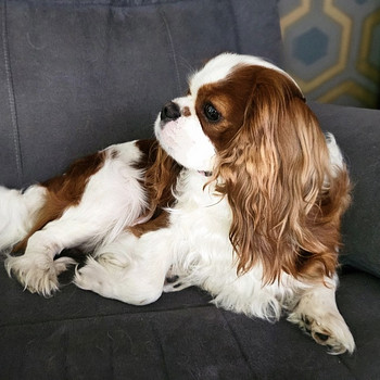 Cavalier King Charles Spaniel PAARITUS