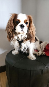 Cavalier King Charles Spaniel PAARITUS (2 foto / 5)