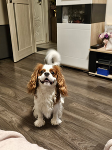 Cavalier King Charles Spaniel PAARITUS (3 foto / 5)