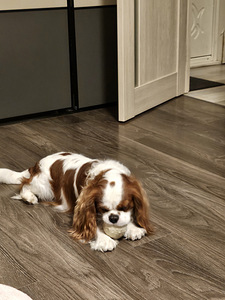 Cavalier King Charles Spaniel PAARITUS (4 foto / 5)