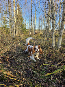 Cavalier King Charles Spaniel PAARITUS (5 foto / 5)