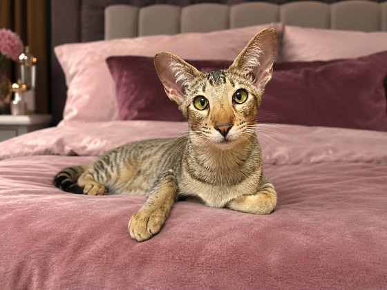 Oriental kittens