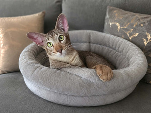 Ориентальные котята (4 фото из 5)