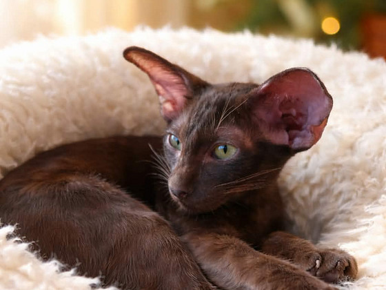 Oriental kittens