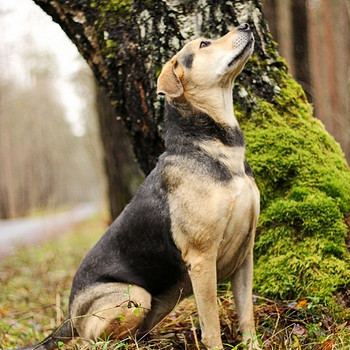 Koerad otsivad kodu/Pole vaja looma paljundada