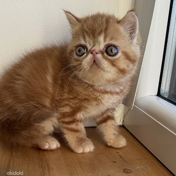 Экзотическая короткошёрстная кошка