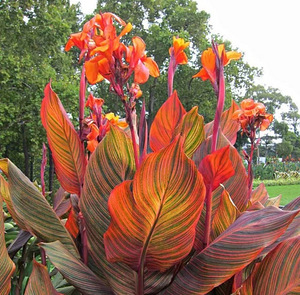Müüan Kanni (Tropicana) lilled pottides. Suured istmekuid. (1 foto / 1)