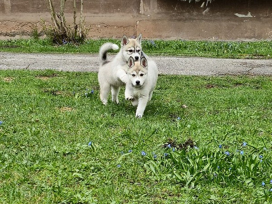 Emased Siberi Husky kutsikad