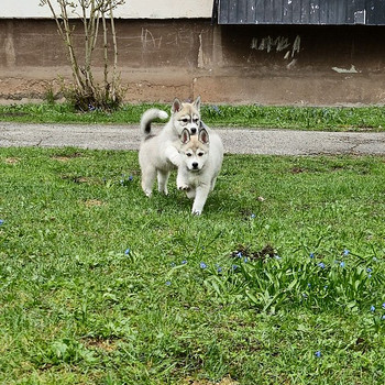 Emased Siberi Husky kutsikad