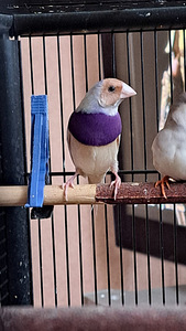 Amadiin Gulda (2 foto / 3)