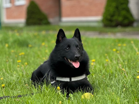 Ilus mees otsib schipperke pruuti paarituseks