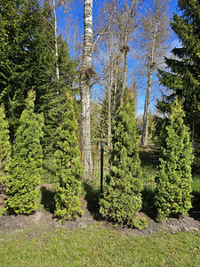 Harilik elupuu Holmstrup 210-240sm (1 foto / 1)