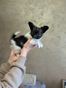 Papillon kucēni (1 foto no 10)