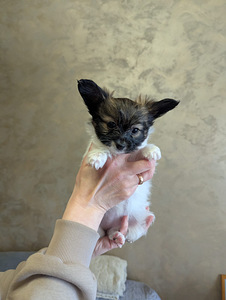 Papillon kucēni (2 foto no 10)