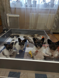 Papillon kucēni (4 foto no 10)