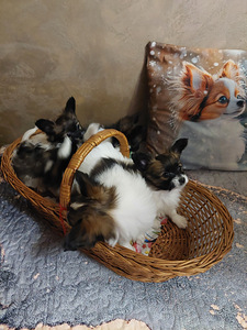 Papillon kucēni (5 foto no 10)