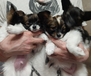Papillon kucēni (6 foto no 10)