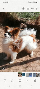 Papillon kucēni (7 foto no 10)