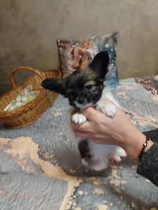 Papillon kucēni (8 foto no 10)