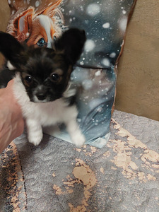 Papillon kucēni (9 foto no 10)