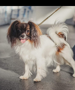 Papillon kucēni (3 foto no 10)