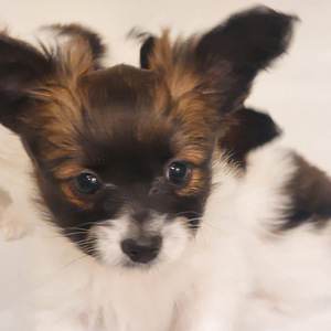 Papillon kucēni (10 foto no 10)