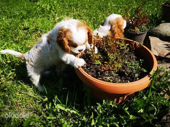 Cavalier King charles kutsikad