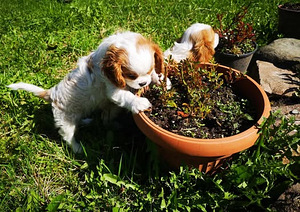 Щенки Cavalier King Charles (1 фото из 2)