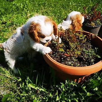 Щенки Cavalier King Charles