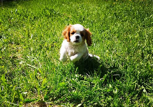 Щенки Cavalier King Charles (2 фото из 2)
