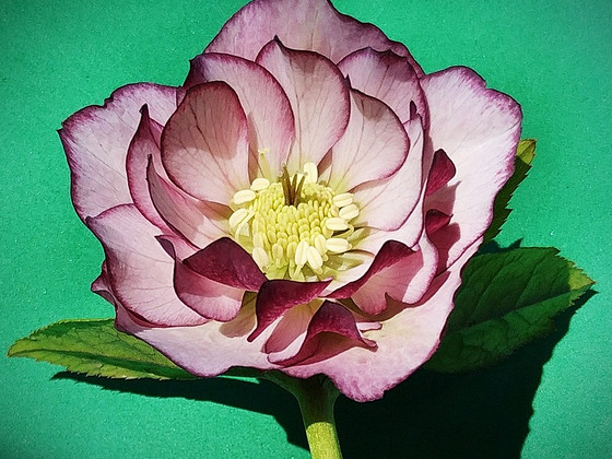 Helleborus topeltõielised Flash, Purp, Red, Pink