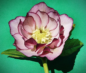 Helleborus topeltõielised Flash, Purp, Red, Pink (1 foto / 10)