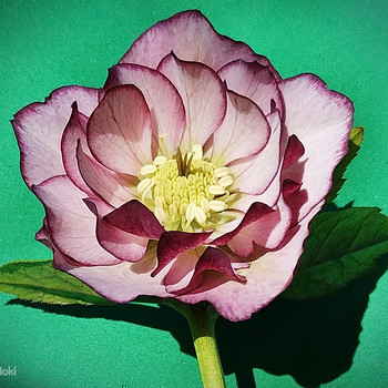 Helleborus морозники махровые Flash, Purp, Red, Pink
