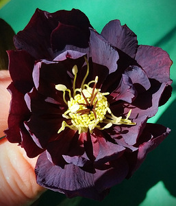 Helleborus topeltõielised Flash, Purp, Red, Pink (2 foto / 10)