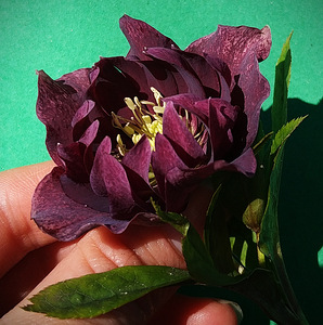 Helleborus topeltõielised Flash, Purp, Red, Pink (3 foto / 10)