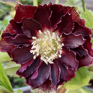 Helleborus topeltõielised Flash, Purp, Red, Pink (4 foto / 10)