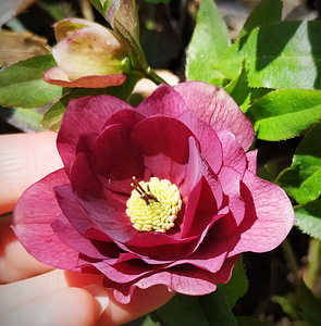 Helleborus topeltõielised Flash, Purp, Red, Pink (5 foto / 10)