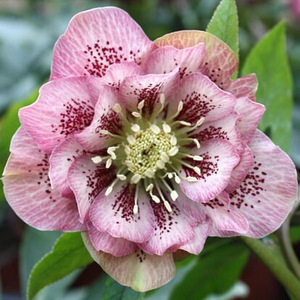 Helleborus topeltõielised Flash, Purp, Red, Pink (6 foto / 10)