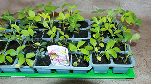 Helleborus topeltõielised Flash, Purp, Red, Pink (7 foto / 10)